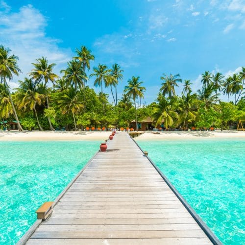landscape-tropical-vacation-palm-summer